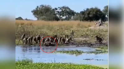 Video: शिकार करणाऱ्या मगरीवर ५० माकडांनी केला हल्ला; केली भयंकर अवस्था