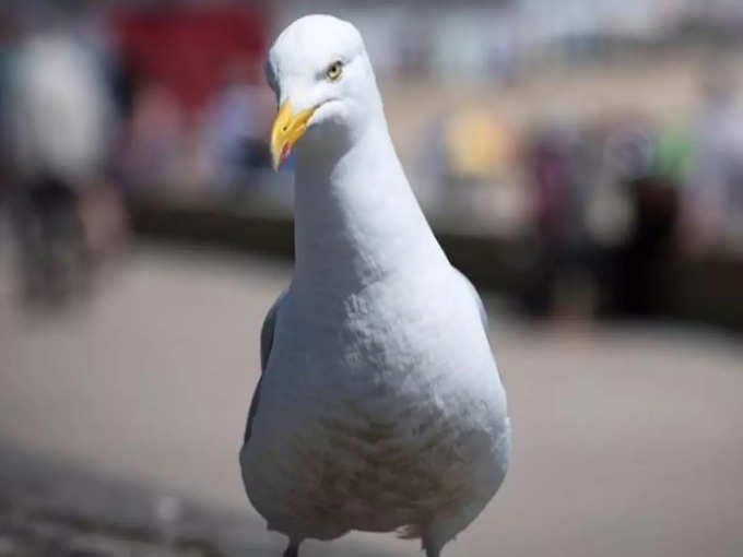 man 16 months jailed attacked with seagull weapon news