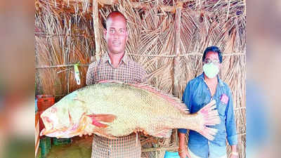 తూ.గో జిల్లా: మత్స్యకారులకు చిక్కిన అరుదైన చేప.. భారీ డిమాండ్, ధర ఎంతంటే!