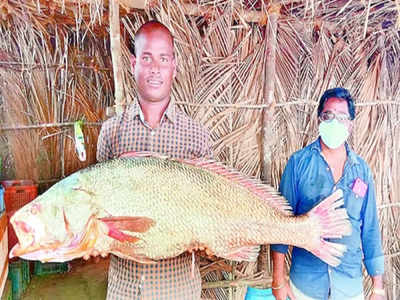 తూ.గో జిల్లా: మత్స్యకారులకు చిక్కిన అరుదైన చేప.. భారీ డిమాండ్, ధర ఎంతంటే!