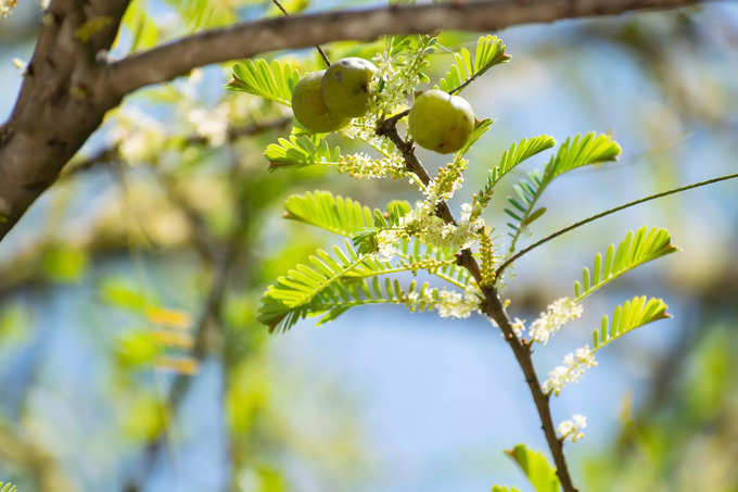 ​ನೆಲ್ಲಿಕಾಯಿ ಸೇವನೆ