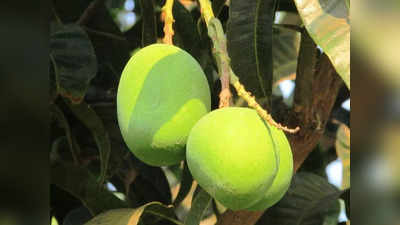 mango benefits: பச்சை மாங்காய் சாறோடு சீரகம் சேர்த்து குடிங்க... எப்பேர்ப்பட்ட வெயிலுக்கு வயிறு குளுகுளுனு இருக்கும்...