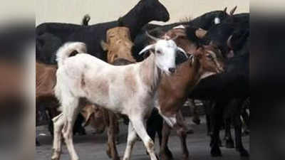 Banda News: यूपी पुलिस ढूंढ रही है ईदगाह के पास से चोरी हुईं आठ बकरियां