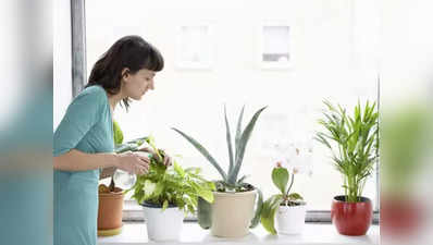 या indoor plants मुळे घर राहील शांत आणि आनंदी, आजच ऑर्डर करा