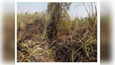 ऊसाच्या फडाला आग, ५ एकरावरील ऊस जळून खाक; शेतकऱ्याचं लाखोंचं नुकसान