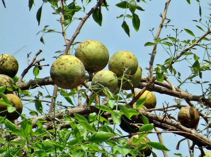 ​ಇವುಗಳನ್ನು ಅರ್ಪಿಸಿ