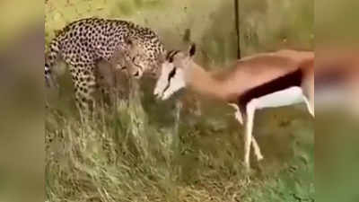 Cheetah Video: चीते ने किया अटैक, हिरण का स्वैग देखकर लोग बोले- जिंदगी में बस इतना कॉन्फिडेंस चाहिए!