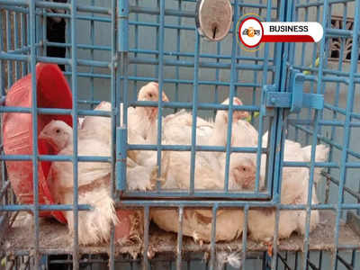 Chicken Price: রকেটের গতিতে বাড়ছে মুরগির মাংসের দাম! কলকাতায় আজ কত? জানুন...