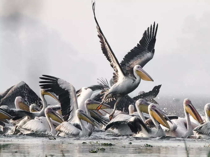 दिल्ली के पास सुल्तानपुर पक्षी अभ्यारण्य - Sultanpur Bird Sanctuary Near Delhi in Hindi