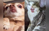 Funny Pics: कुत्ते-बिल्लियों ने ऐसे बिगाड़ लिया अपना मुंह, देखकर आप हंस दोगे