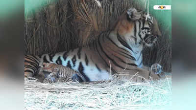 Royal Bengal Tiger: বেঙ্গল সাফারিতে বাড়ল রয়্যাল বেঙ্গল টাইগারের সংখ্যা, ৫ শাবকের জন্ম দিল শীলা