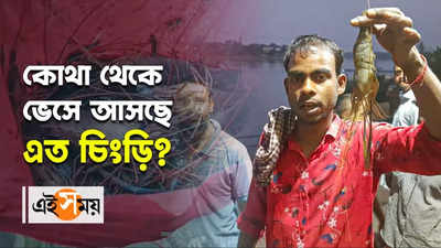 গঙ্গায় ভেসে আসছে ঝাঁকে ঝাঁকে চিংড়ি