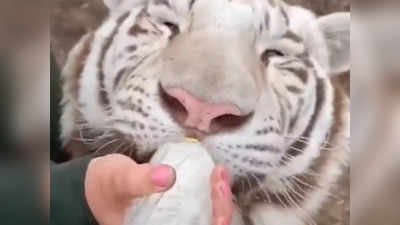 सफेद टाइगर बोतल से गट गट करके पी गया दूध, ऐसा पहले कभी नहीं देखा होगा!