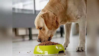 உங்கள் செல்லப்பிராணி ஆரோக்கியமாக வளர உதவும் சிறந்த 5 dog foods.