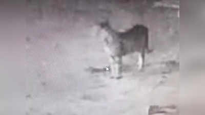 Ratlam Update News : आधी रात मैरिज गार्डन में घुसा तेंदुआ, वन विभाग ने जारी किया अर्लट, CCTV में कैद हुई तस्‍वीर