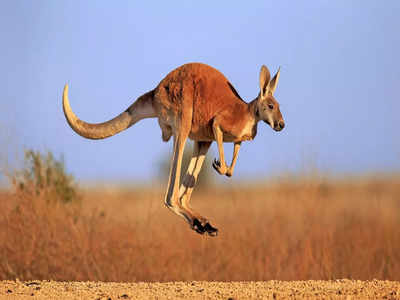 Kangaroo Mystery: ऑस्‍ट्रेलिया से 7 हजार क‍िमी दूर मिजोरम कैसे पहुंचा कंगारू? दो राज्‍यों के लिए पहेली बना बेजुबान