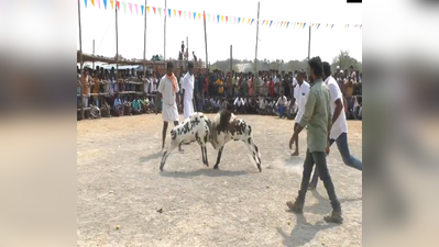 மதுரை ஸ்ரீ மந்தையம்மன் கோவில் கும்பாபிஷேகம்; கிடா முட்டு போட்டியில் திரளானோர் பங்கேற்பு!