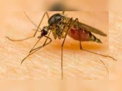 Dengue in Delhi: डेंगू का लार्वा मिलने पर अब एक लाख रुपये तक देना होगा जुर्माना