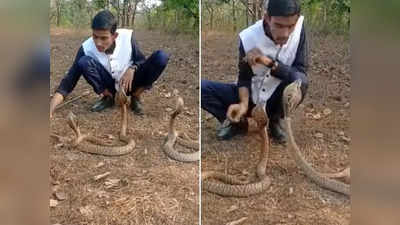 फन फैलाए बैठे थे 3 कोबरा, बंदा करने लगा खेल तो सांप ने अस्पताल पहुंचा दिया