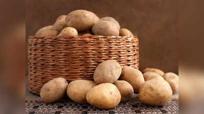 जगातील सर्वात मोठा बटाटा पाहिलात का? भरू शकतो अख्ख्या गावाचं पोट