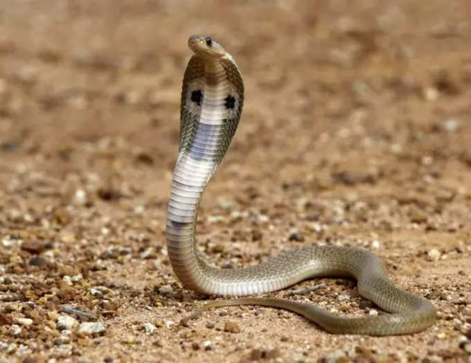 snake bite 500 times