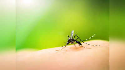Mosquitos Bite: किसका खून चूसना है, कैसे चुनती हैं मादा मच्छर