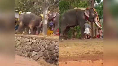 ആറാട്ടുപുഴ പൂരത്തിനിടെ ആന ഇടഞ്ഞു, മറ്റൊരാനയെ കുത്തി; നാട്ടുകാർ ചിതറിയോടി, വീഡിയോ