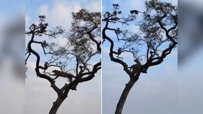 शिकार करने पेड़ पर चढ़ा तेंदुआ, लेकिन बंदर की फुर्ती के आगे उसकी ताकत धरी की धरी रह गई