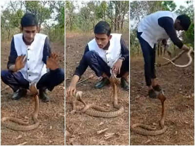 മൂ‍ർഖൻ പാമ്പുകൾക്കു മുന്നിലിരുന്ന് അഭ്യാസം; കാൽമുട്ടിൽ ആഞ്ഞ് കടിച്ചു: വീഡിയോ