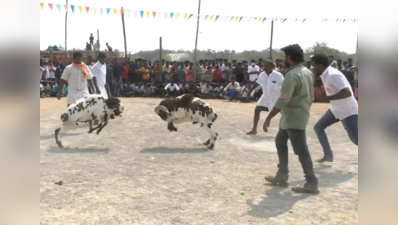 ஸ்ரீ மந்தையம்மன் கோவில் கும்பாபிஷேக விழா: கவனத்தை ஈர்த்த முட்டுகிடாய் போட்டி!