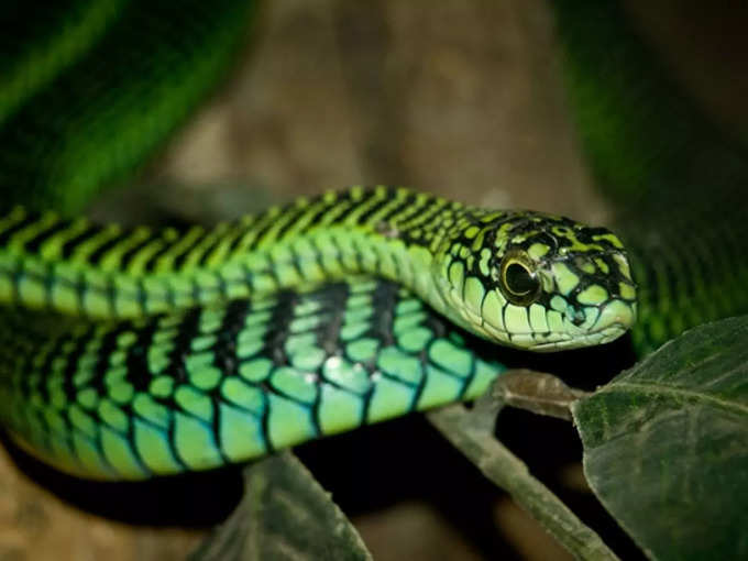 boomslang snake 