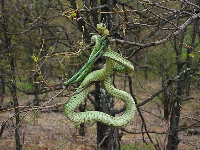 boomslang snake