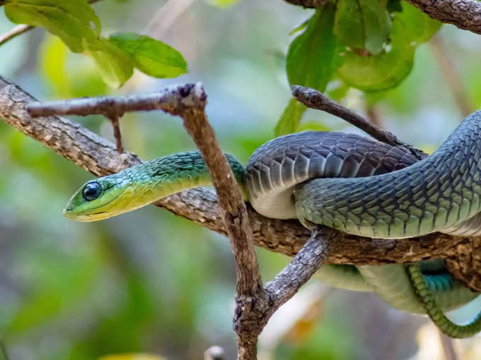 boomslang snake