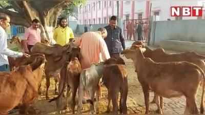 Holi Yogi Adityanath: सीएम योगी आदित्यनाथ ने मठ में बछड़ों और गुल्लू के साथ मनाई होली, देखें वीडियो