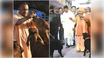 Gorakhpur News: गुड गाय और गुल्लू का योगी के जीवन से क्या है जुड़ाव, जानिए कैसा है योगी का पशु प्रेम जिस पर विरोधी कसते रहे तंज