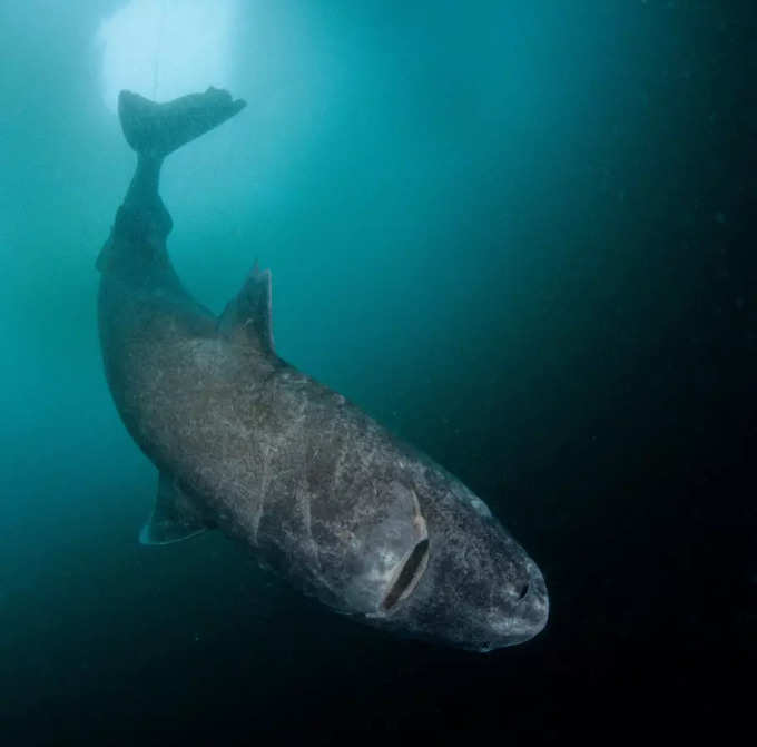 ग्रीनलँड हा सर्वात दुर्मिळ मासा