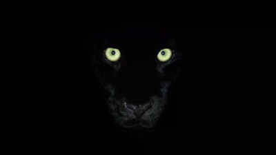 अंधेरे में सिर्फ दिखी Black Panther की खूंखार आंखें, फोटोग्राफर भी देखकर डर गया