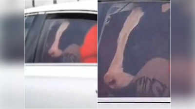 महिला ने गाय को अपनी गोद पर बैठाया, चीन का वीडियो हो रहा है वायरल