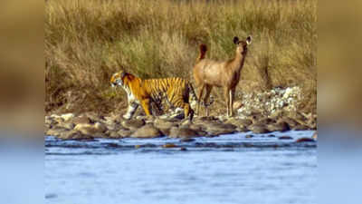बाघ को देख रहा था हिरण, IFS ने शेयर किया फोटो, लोग बोले-लगता है आज मंगलवार है