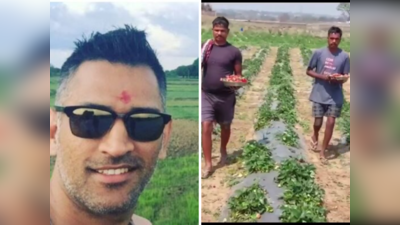 Jharkhand News: होली पर एमएस धोनी का इज्जा फार्म हाउस बना पिकनिक स्पॉट, यहां कम कीमत में खरीद सकते हैं स्ट्रॉबेरी