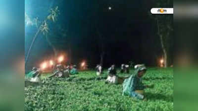 Moonlight Tea: মধ্যরাতের তোলা পাতায় অন্য স্বাদের চাঁদনি চা