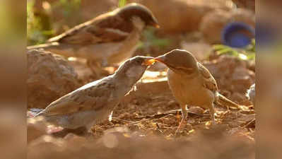 World Sparrow Day : ಗುಬ್ಬಚ್ಚಿ ದಿನಕ್ಕೆ ಚಿಲಿಪಿಲಿ ನಾದವೇ ಇಲ್ಲ, ಆಧುನಿಕ ಜೀವನ ಶೈಲಿಯಿಂದ ಕ್ಷೀಣಿಸಿದ ಸಂತತಿ