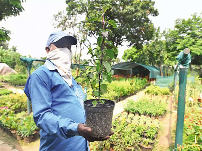 ​ഫലവര്‍ഗങ്ങളുടെ നഴ്‌സറി