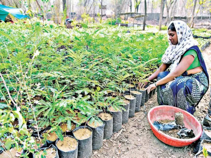 ​പൂക്കളുടെ നഴ്‌സറി