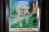 Gujarat news : यह स्ट्रीट डॉग नहीं मरा कुत्ते की मौत, अंतिम विदाई में रोया मोहल्ला, की प्रार्थना सभा भी... जानें वजह