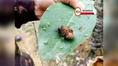 রেশম বীজ উৎপাদন কেন্দ্র অন্যত্র সরানোর অভিযোগ! শুরু রাজ্য-কেন্দ্র চাপানউতোর