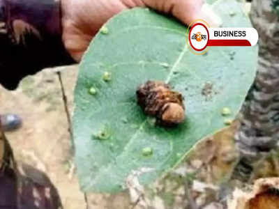 রেশম বীজ উৎপাদন কেন্দ্র অন্যত্র সরানোর অভিযোগ! শুরু রাজ্য-কেন্দ্র চাপানউতোর