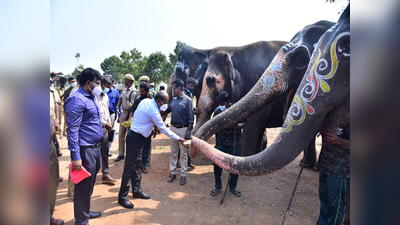 யானைகள் முகாமிற்கு திடீர் விசிட் அடித்த கலெக்டர்... என்ன காரணம் தெரியுமா?