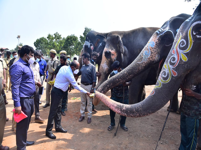 யானைகள் முகாமிற்கு திடீர் விசிட் அடித்த கலெக்டர்... என்ன காரணம் தெரியுமா?