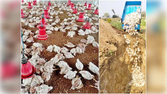 Chickens Died: వరంగల్‌ జిల్లాలో వైరస్ కలకలం.. మూడ్రోజుల్లో 6 వేల కోళ్ల మృత్యువాత 